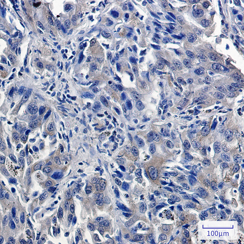 USP7 Rabbit mAb